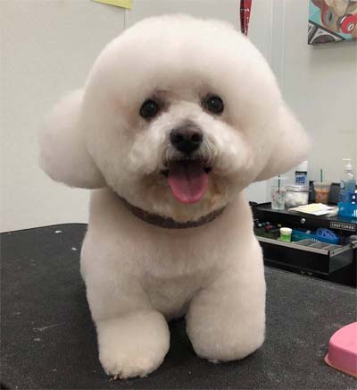 Odyssey Pets Pet Grooming